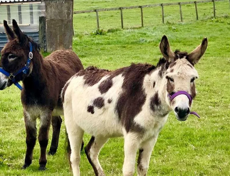bramble-hill-glamping-filey-xtcdo