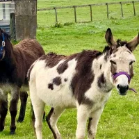 bramble-hill-glamping-filey-xtcdo