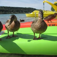 la-grisiere-et-europe-vacances-clairvaux-les-lacs-jura-hayaf