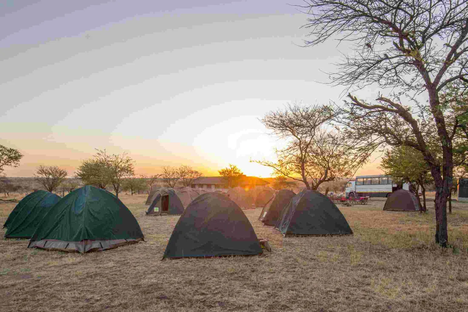 camp-gecko-orange-campsite-tqkc5