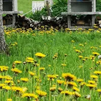 green-park-camping-kamna-gorica-npjt3