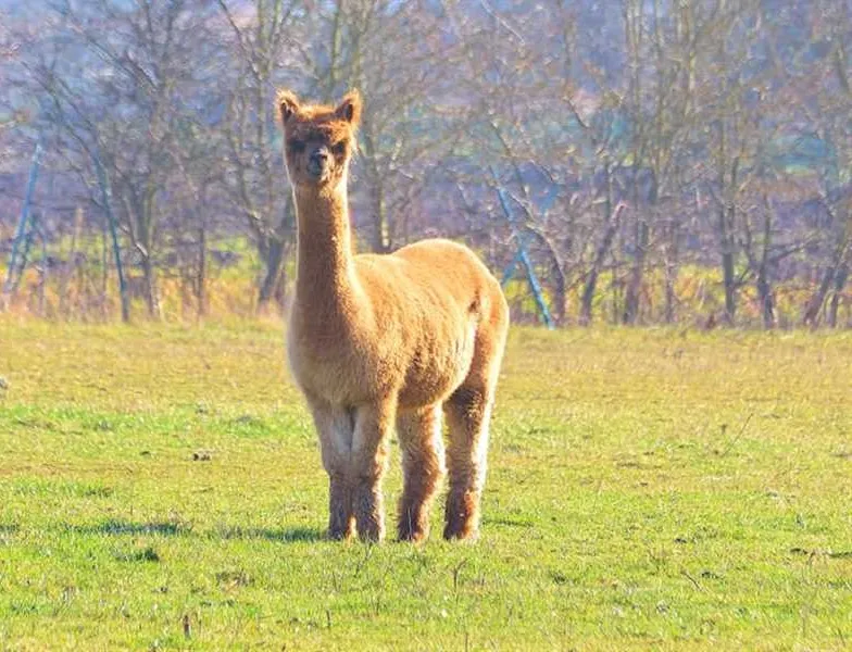 marshland-alpacas-certificated-site-new-holland-ea00y