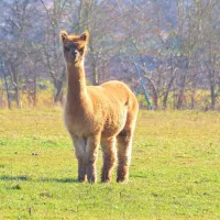 marshland-alpacas-certificated-site-new-holland-ea00y
