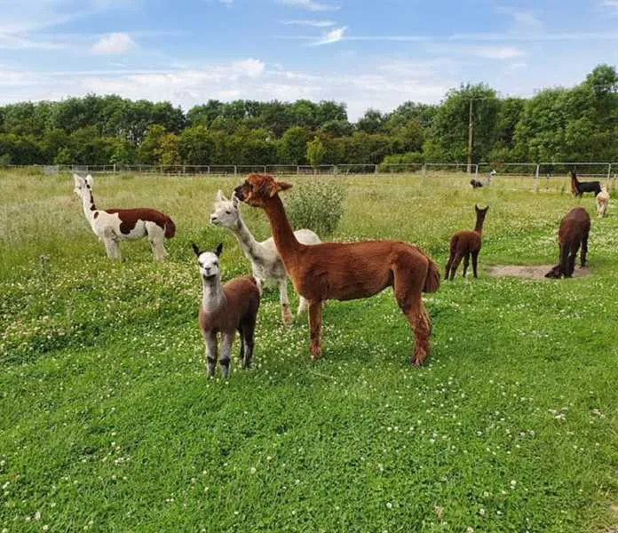 marshland-alpacas-certificated-site-new-holland-gvrq6