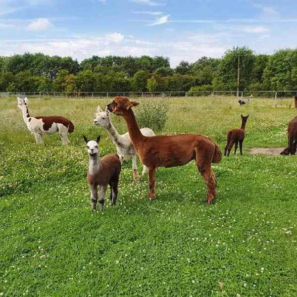 marshland-alpacas-certificated-site-new-holland-gvrq6