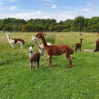 marshland-alpacas-certificated-site-new-holland-gvrq6