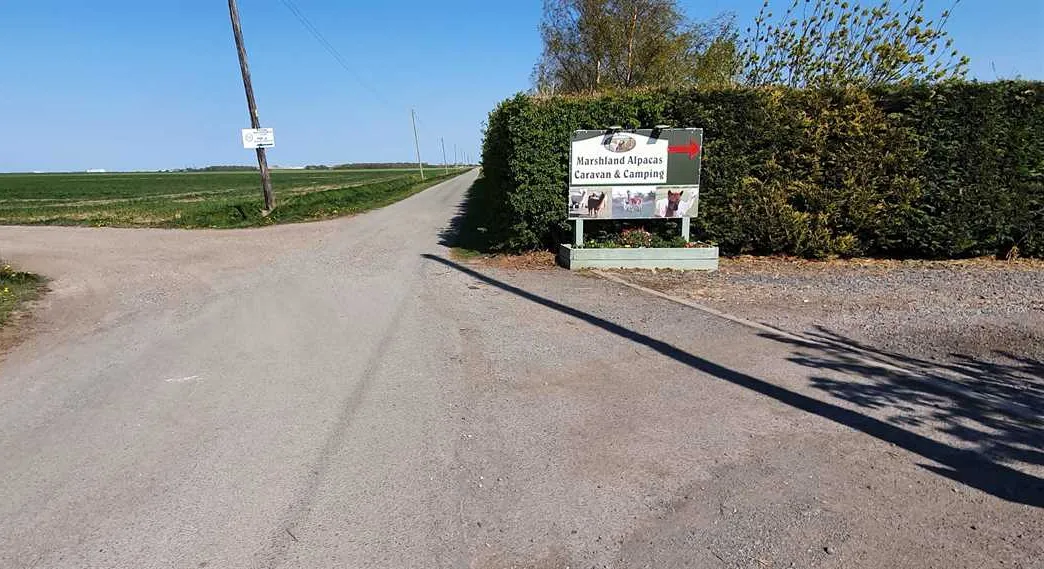 marshland-alpacas-certificated-site-new-holland-lzbu9