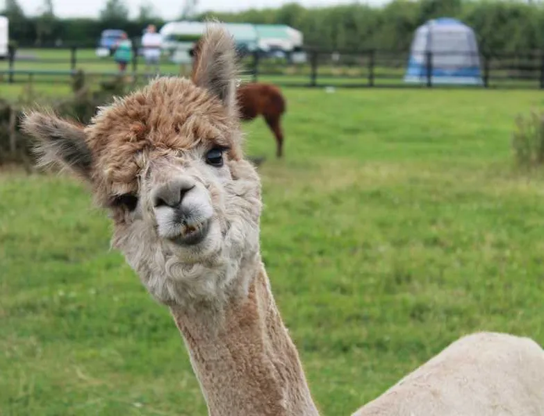 marshland-alpacas-certificated-site-new-holland-mharh