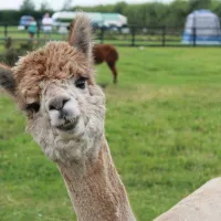 marshland-alpacas-certificated-site-new-holland-mharh
