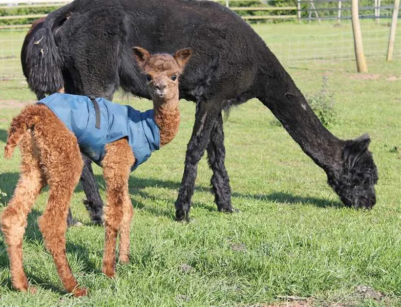 marshland-alpacas-certificated-site-new-holland-t76dq