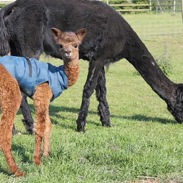 marshland-alpacas-certificated-site-new-holland-t76dq