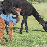 marshland-alpacas-certificated-site-new-holland-t76dq