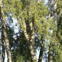 camping-suza-baranje-suza-sickq
