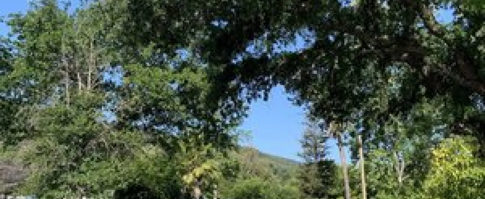 Uvas Pines RV Park