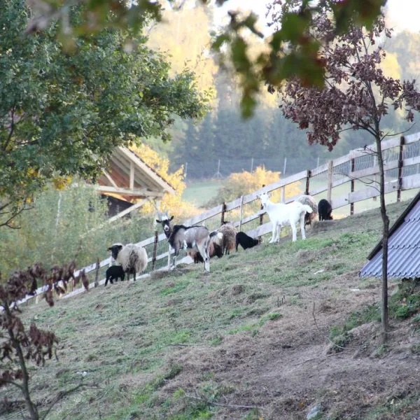 camping-siedlisko-gizewo-sorkwity-5qfvj