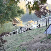 camping-siedlisko-gizewo-sorkwity-5qfvj