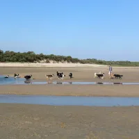 t-schorre-nieuwvliet-nieuwvliet-bad-ejrds