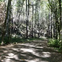 carter-bridge-campground-estacada-x49qx