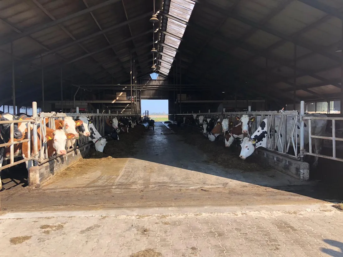 boerderijcamping-don-voorzorg-texel-jozsh