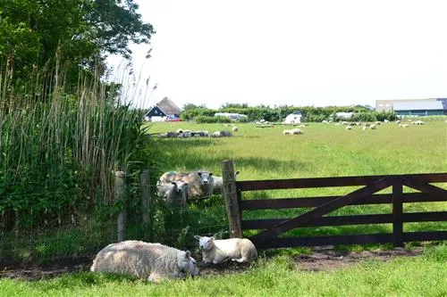 boerderijcamping-don-voorzorg-texel-mptfc
