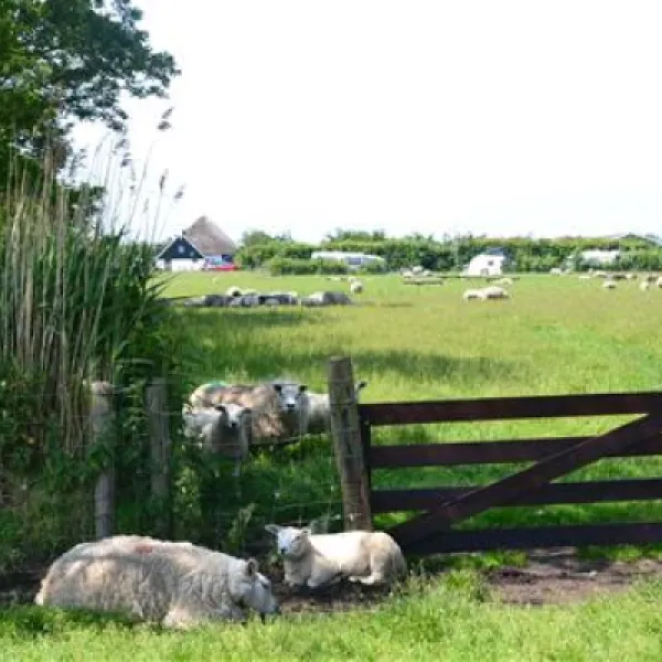 boerderijcamping-don-voorzorg-texel-mptfc