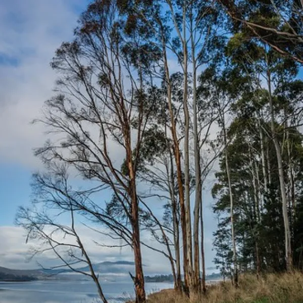 shipwrights-point-regatta-ground-campground-port-huon-bozmx