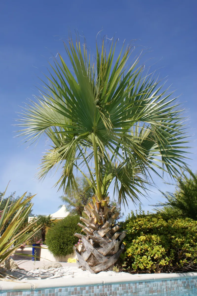 les-oreades-sanguinet-landes-ppmek