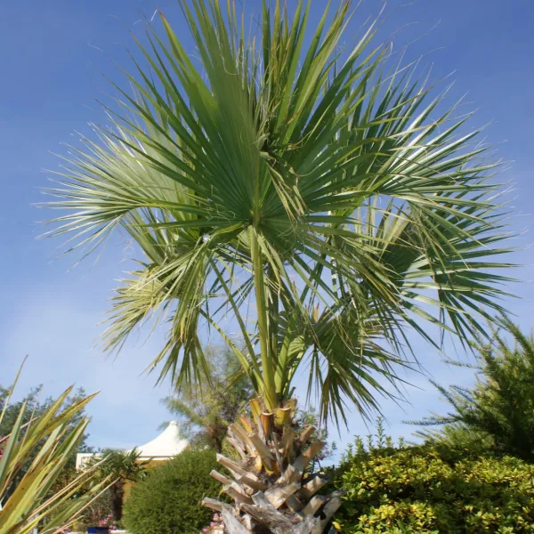 les-oreades-sanguinet-landes-ppmek
