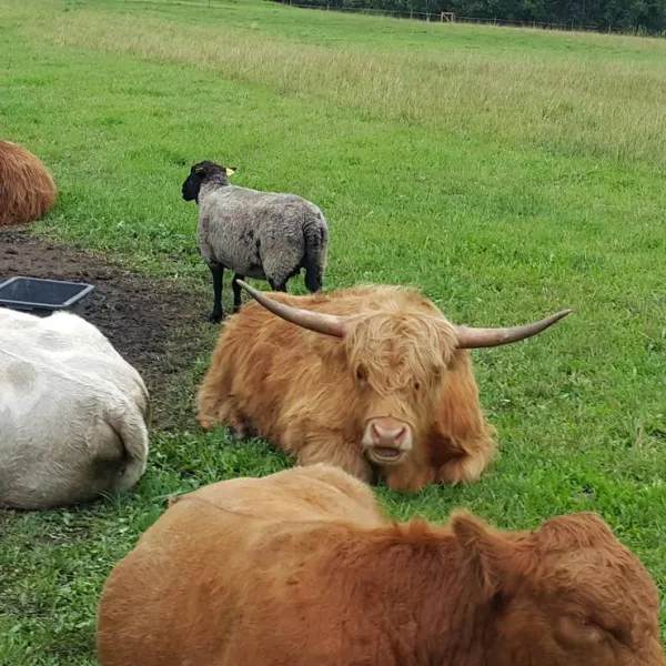 vanamoisa-caravanpark-tallinn-saue-vald-f8ijh