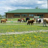 vanamoisa-caravanpark-tallinn-saue-vald-tsznd