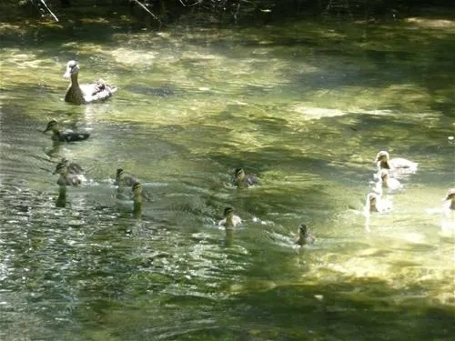 les-cascades-st-cybranet-dordogne-qmhrq
