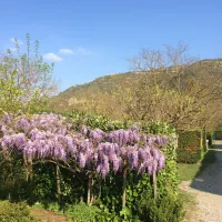 lalbanou-st-julien-en-saint-alban-ardeche-pelzq