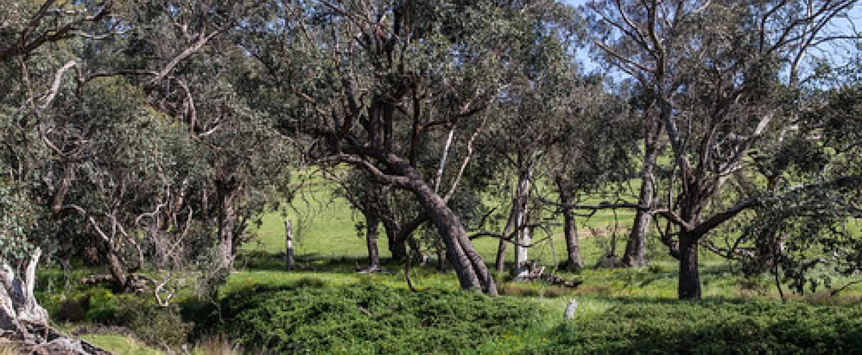 Seven Creeks Reserve Campground