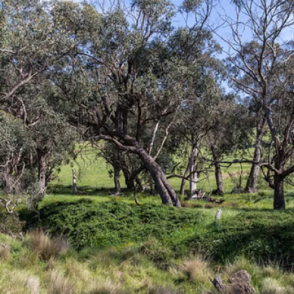 seven-creeks-reserve-campground-ijszx