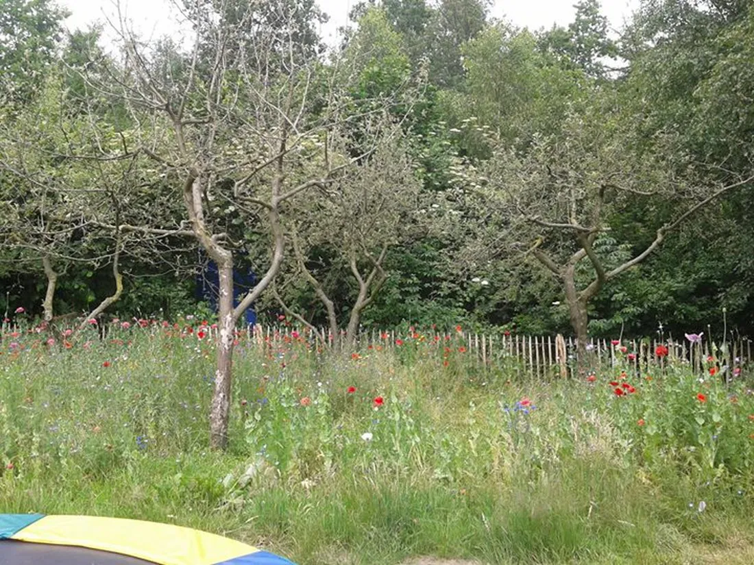 mini-camping-de-paardebloem-deurningen-obxgb