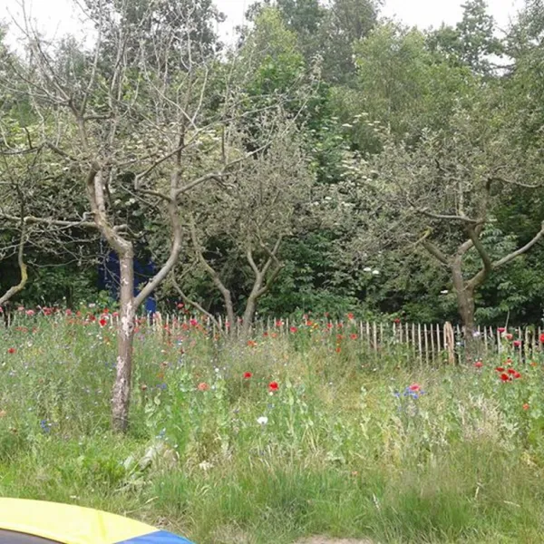 mini-camping-de-paardebloem-deurningen-obxgb