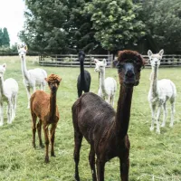 greenoak-hideout-goole-71fg9