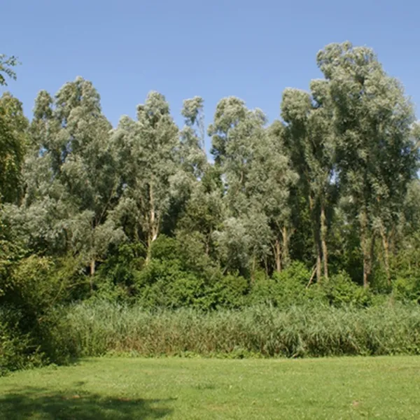kampeerterrein-de-pomp-kollumerpomp-pfdz7