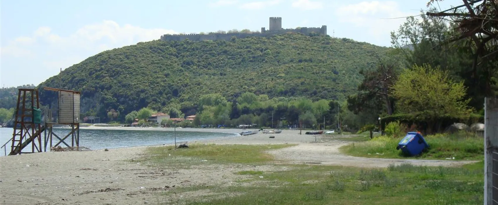 Arion