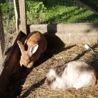 winzerhof-camping-strablegg-narrath-fxc9a