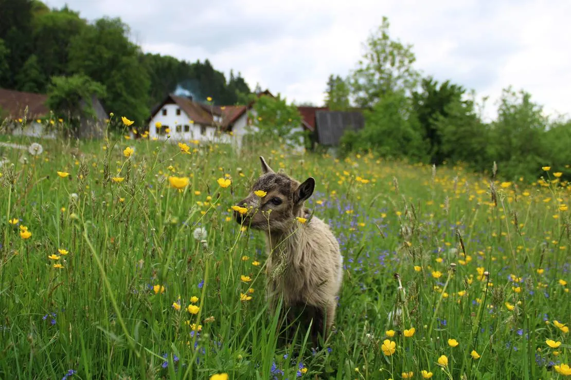 winzerhof-camping-strablegg-narrath-moxyg