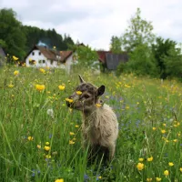 winzerhof-camping-strablegg-narrath-moxyg
