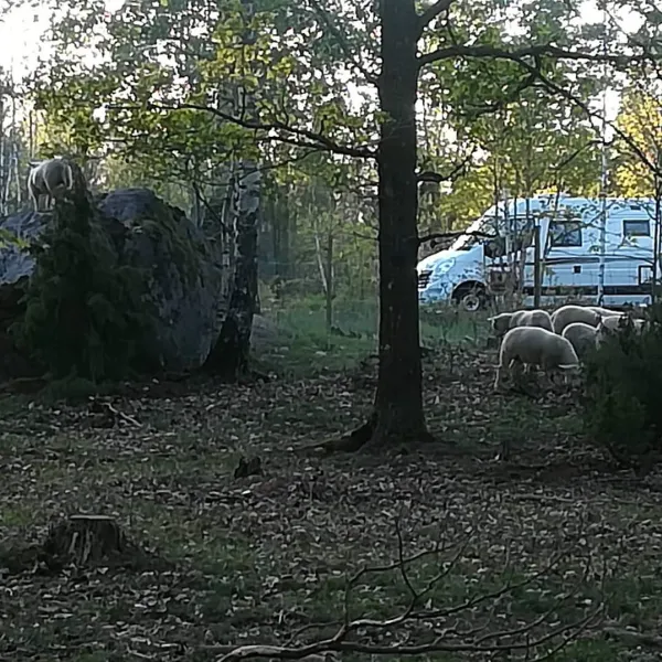 rugstorps-lantgard-stallplats-rockneby-gyddb