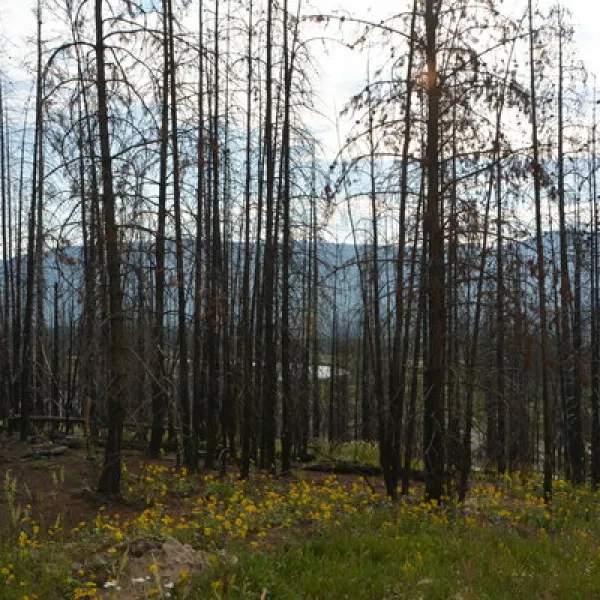 Grassy Lake Road Campsite #8