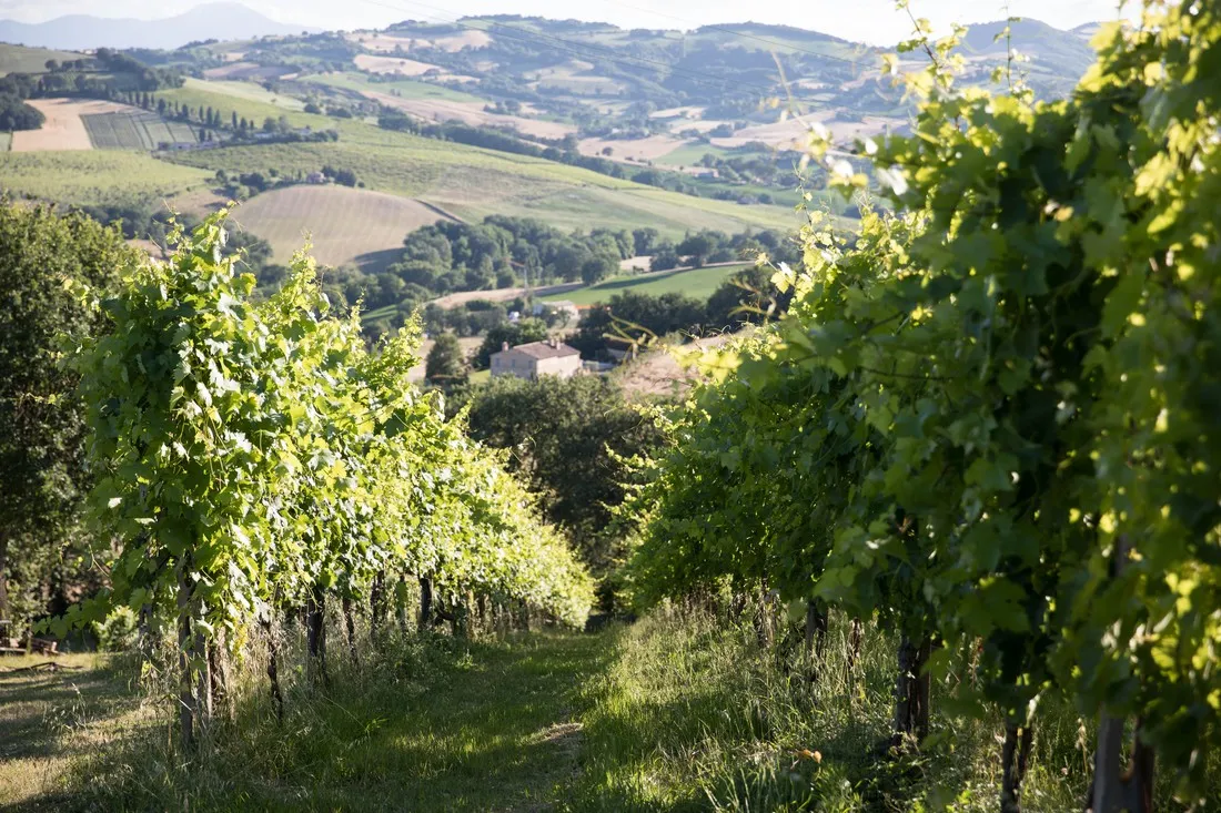 sempreverde-san-lorenzo-in-campo-nqevt
