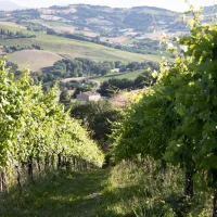 sempreverde-san-lorenzo-in-campo-nqevt