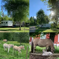 stallplats-lyckarp-hult-fucqa