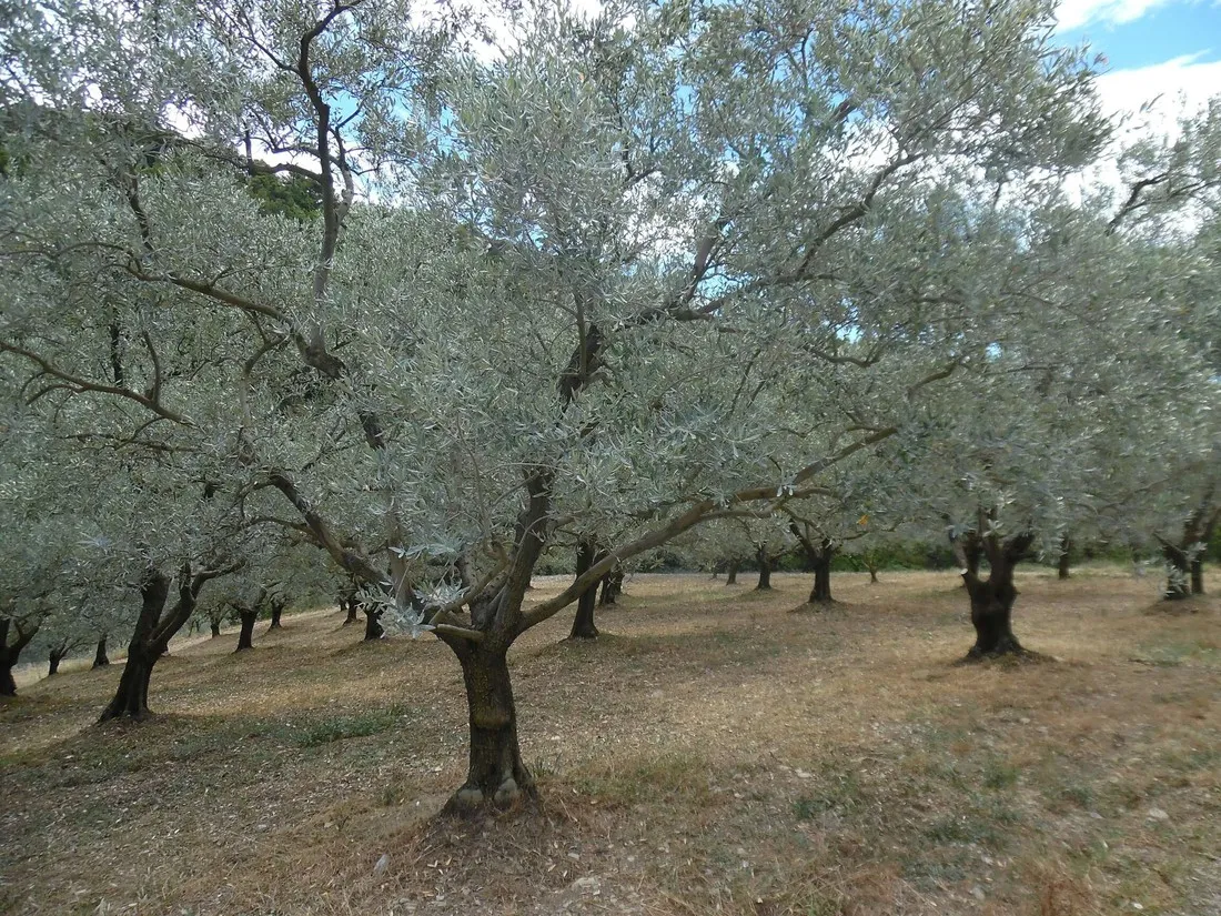 lor-vert-nyons-vinsobres-kmfdp