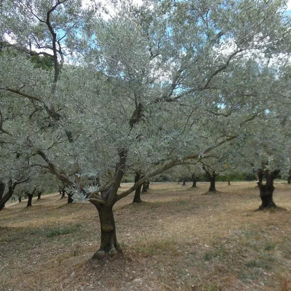 lor-vert-nyons-vinsobres-kmfdp