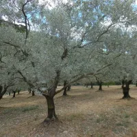 lor-vert-nyons-vinsobres-kmfdp